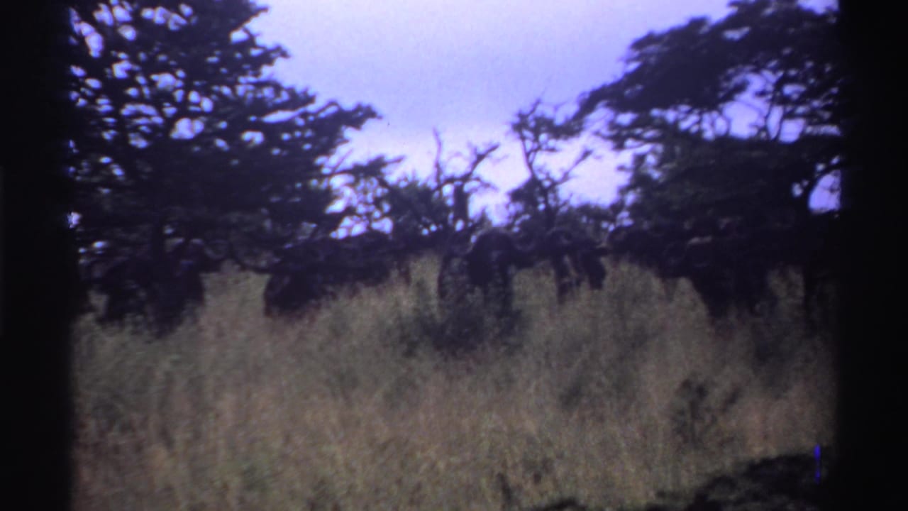 Dense grasses and spreading trees seen through soft 8mm grain.