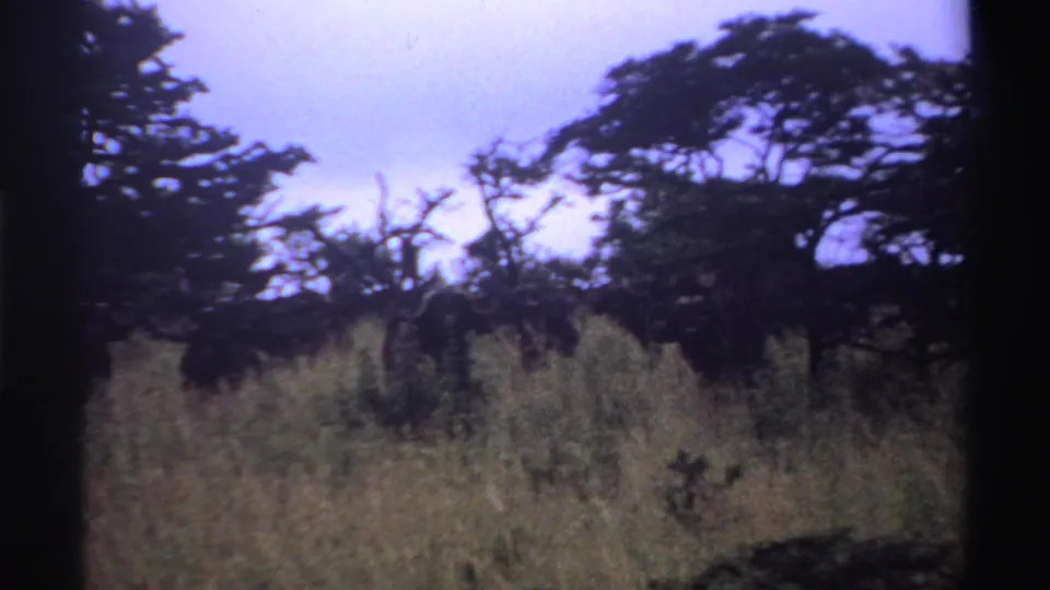 1969 Nigeria home-movie frame showing thick undergrowth and dark trees in a wooded landscape.