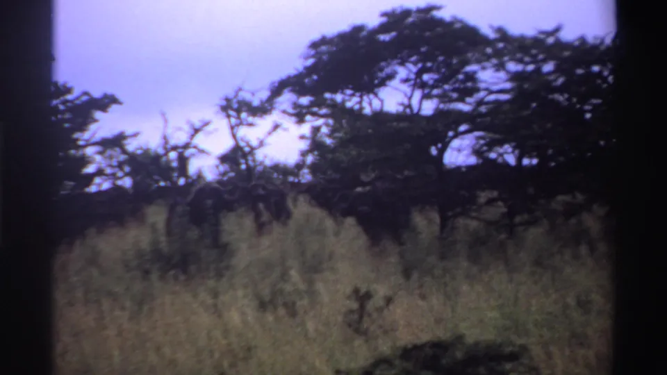 1969 Nigeria 8mm frame with tall grass, small shrubs, and broad trees during a slow landscape pan.