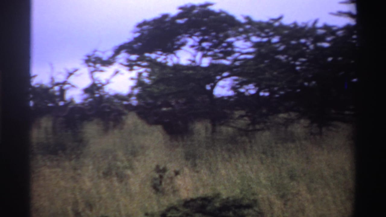 Overgrown grass and low trees beneath a pale overcast sky.