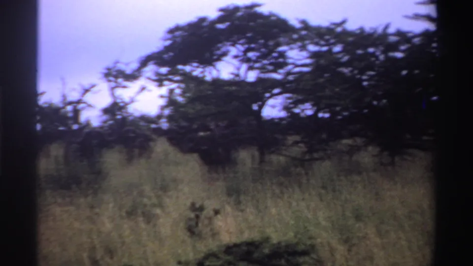 1969 8mm footage in Nigeria showing yellowed grass, brush, and dark tree canopies under a pale cloudy sky.
