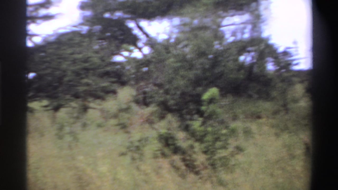 Nigeria 1969 landscape frame with shrubs, tall grass, and scattered trees during a slow handheld pan.