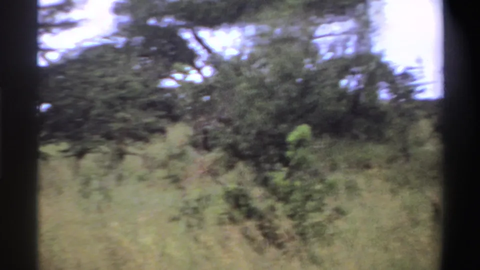 Nigeria 1969 landscape frame with shrubs, tall grass, and scattered trees during a slow handheld pan.