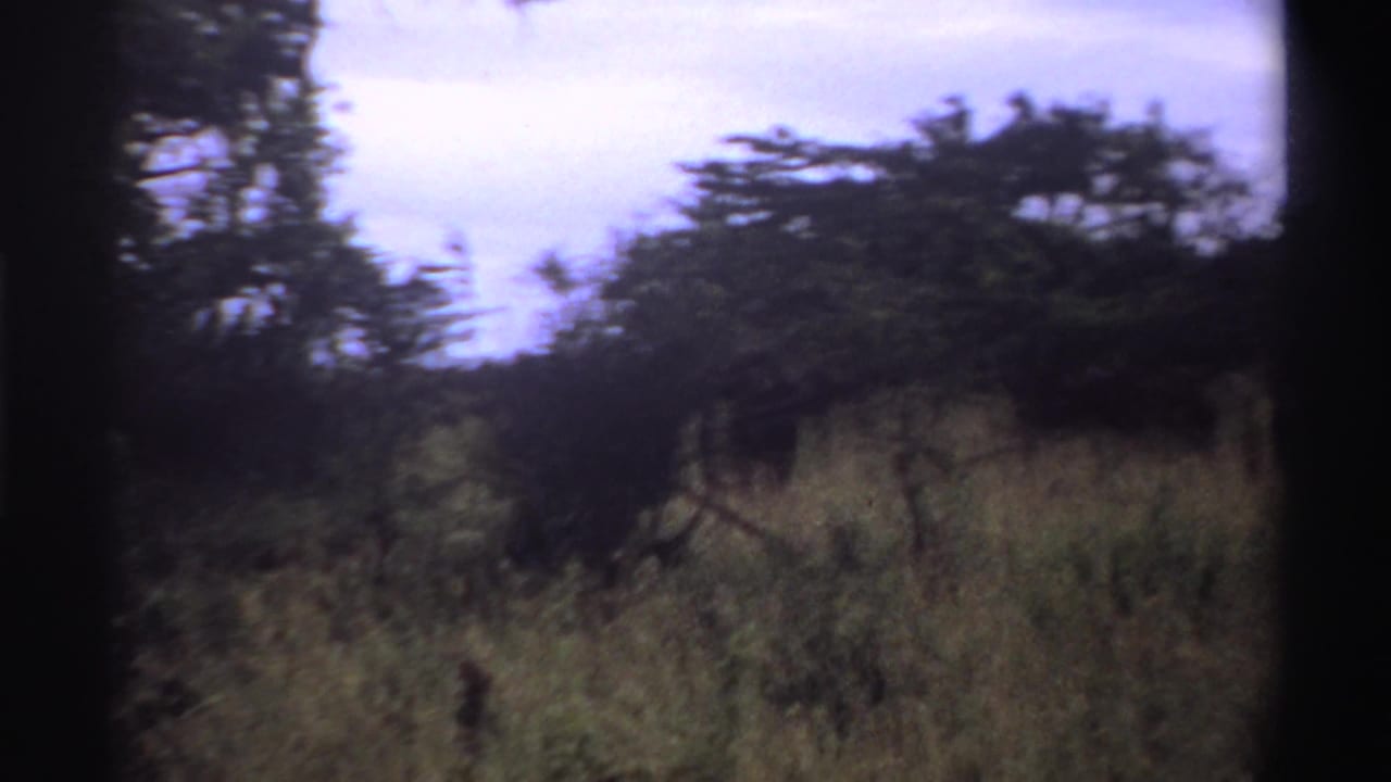 1969 Nigerian home-movie frame showing a dark tree canopy, tall grass, and muted sky in soft 8mm color.