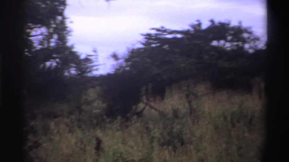 1969 Nigerian home-movie frame showing a dark tree canopy, tall grass, and muted sky in soft 8mm color.