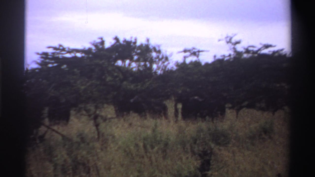Late pan frame from 1969 Nigeria footage showing dense trees, brush, and tall grass below an overcast sky.