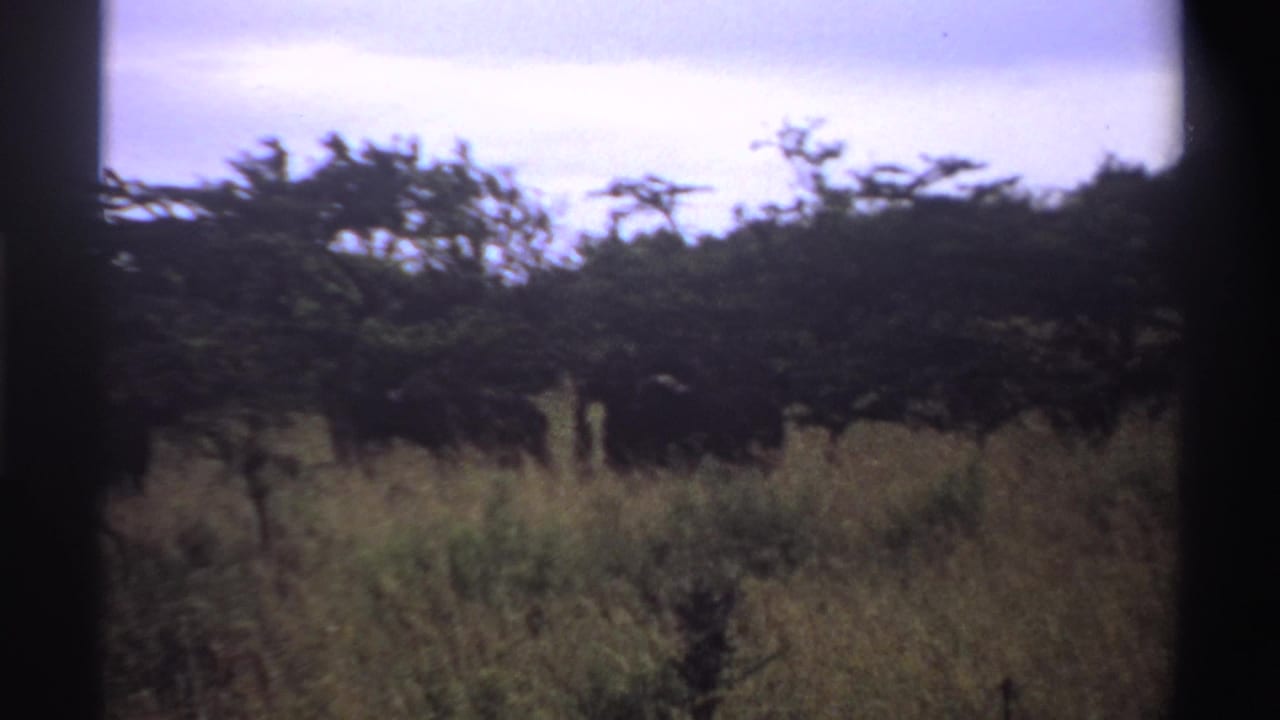 Tall savanna grass and trees with the lion mostly obscured by vegetation.