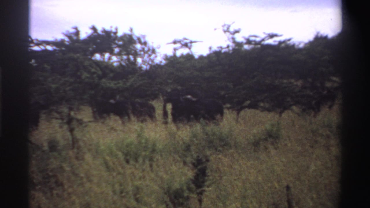 1969 Nigeria 8mm frame of a lion concealed low in tall grass with trees across the background.