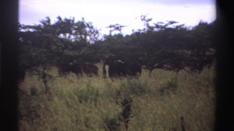 1969 Nigeria 8mm frame of a lion concealed low in tall grass with trees across the background.