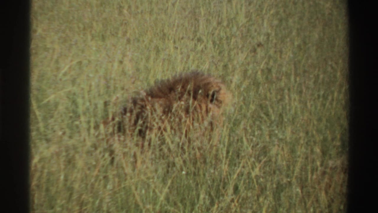 Closer 1969 Nigeria 8mm view of a lion crouched or resting low among tall savanna grass.