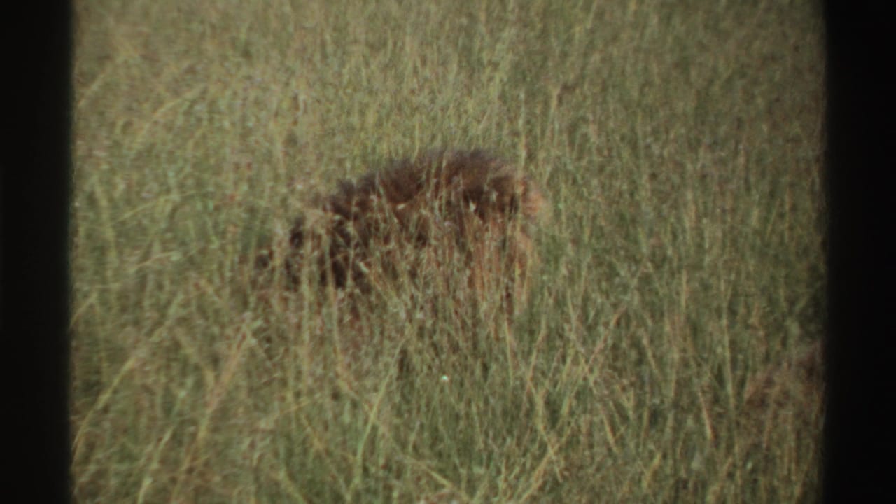 1969 Nigeria 8mm frame showing a lion camouflaged in dense grass near the end of the brief clip.
