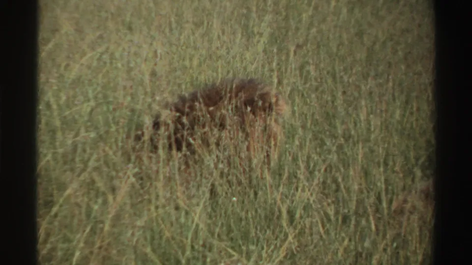 1969 Nigeria 8mm frame showing a lion camouflaged in dense grass near the end of the brief clip.