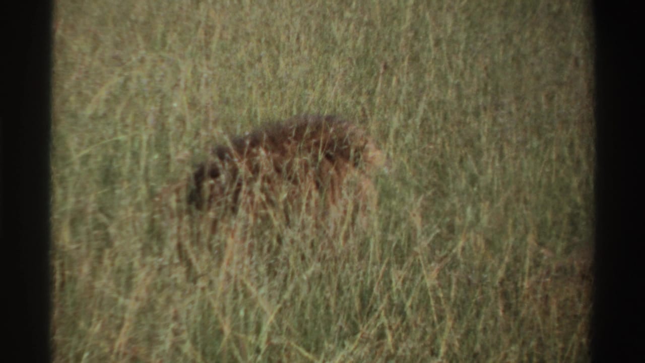Lion partly obscured by tall grass near the left side of the frame.
