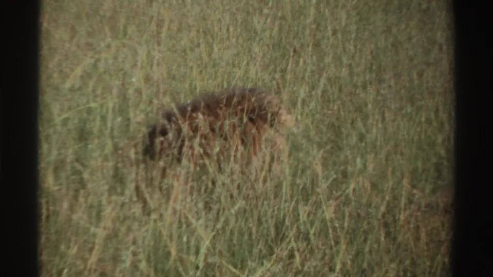 1969 Nigeria 8mm frame showing a lion partly hidden in tall grass, with its mane and body blending into the vegetation.