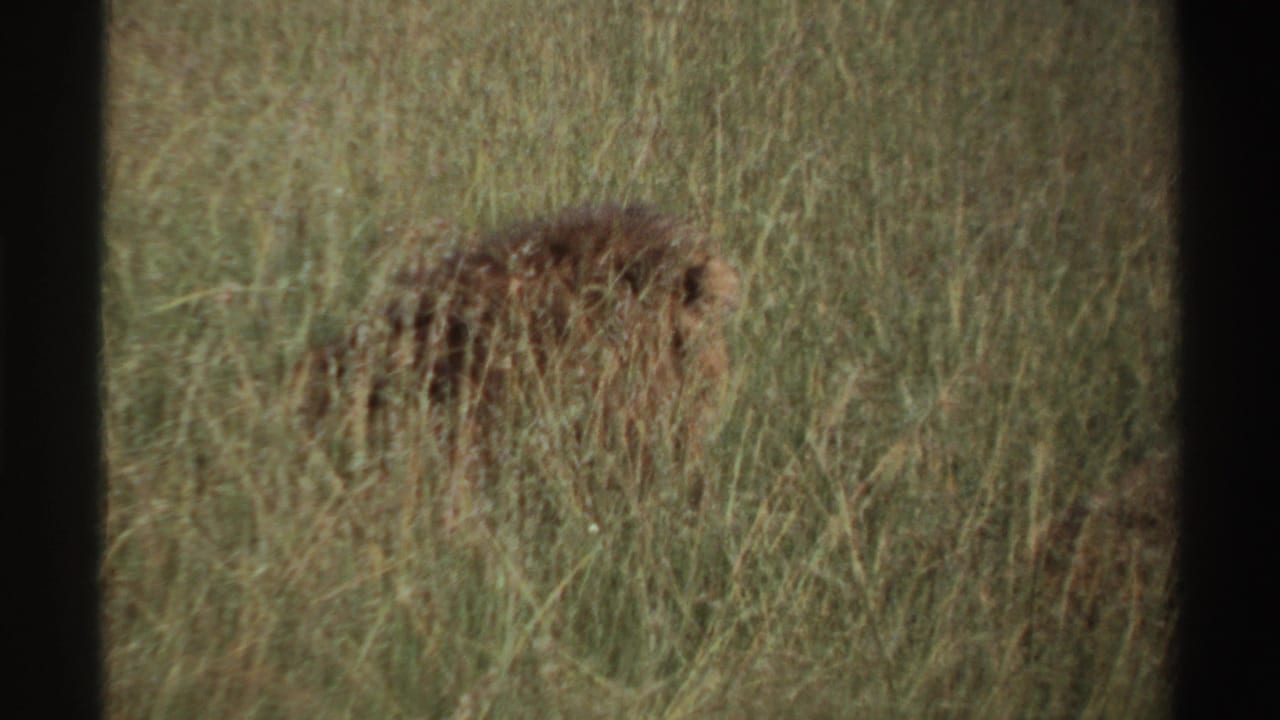 1969 Nigeria 8mm frame of a lion crossing through dense savanna grass, partially camouflaged by vegetation.