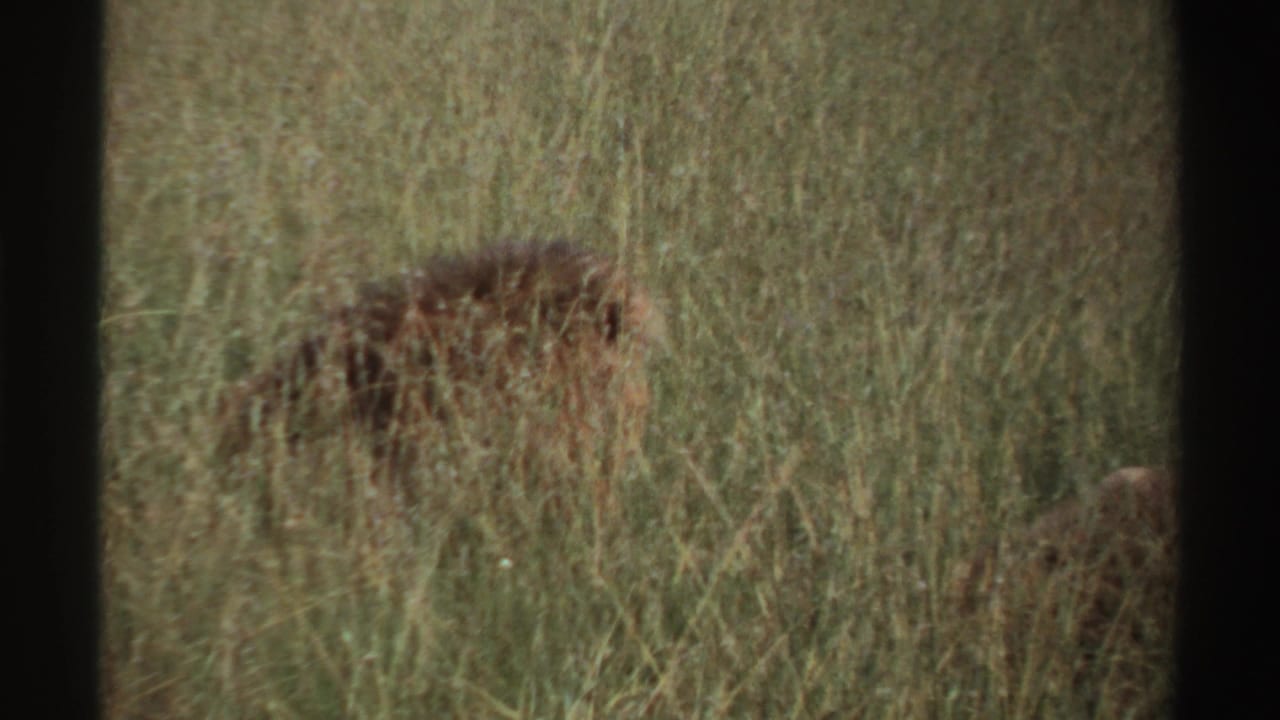1969 Nigeria 8mm frame showing the lion lower in the grass, with the animal’s outline softened by foreground vegetation.