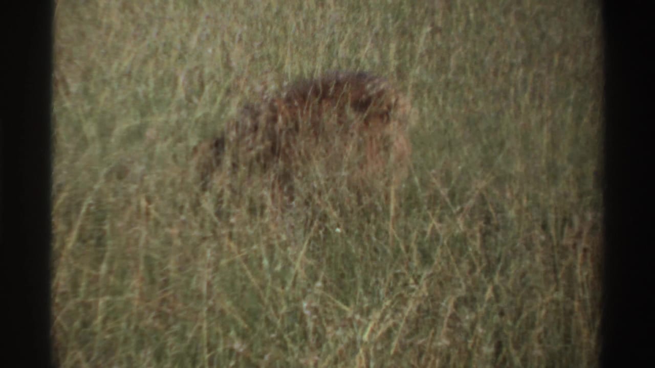 1969 Nigeria 8mm frame of a lion partly obscured in grass, seen through a soft, grainy home-movie scan.
