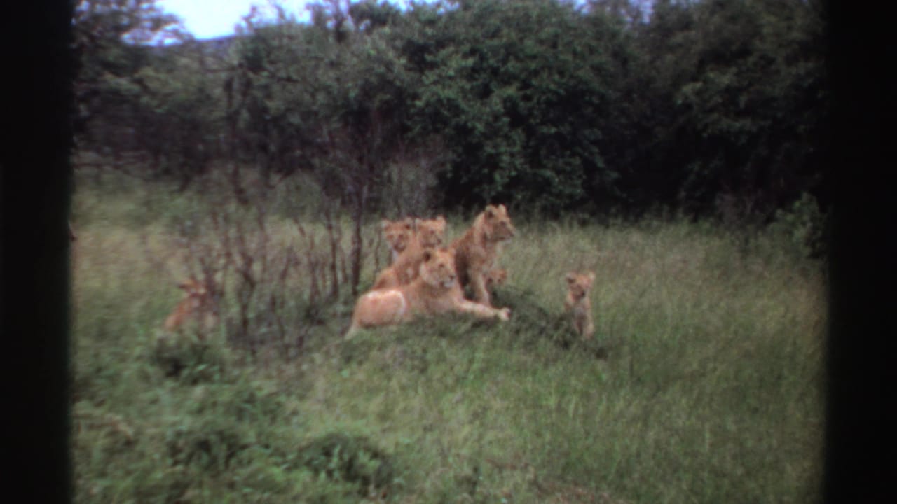 Lioness and cubs resting in tall grass near shrubs.