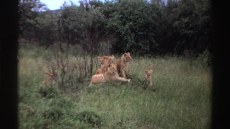 1969 Nigeria 8mm frame showing adult lions and cubs resting in green savanna grass beside shrubs.