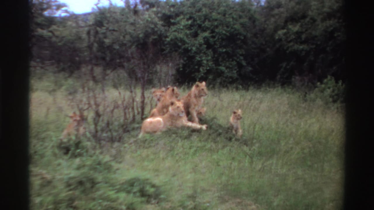 Adult lions and cubs appear at rest in a grassy Nigerian savanna setting, filmed on 8mm in 1969.