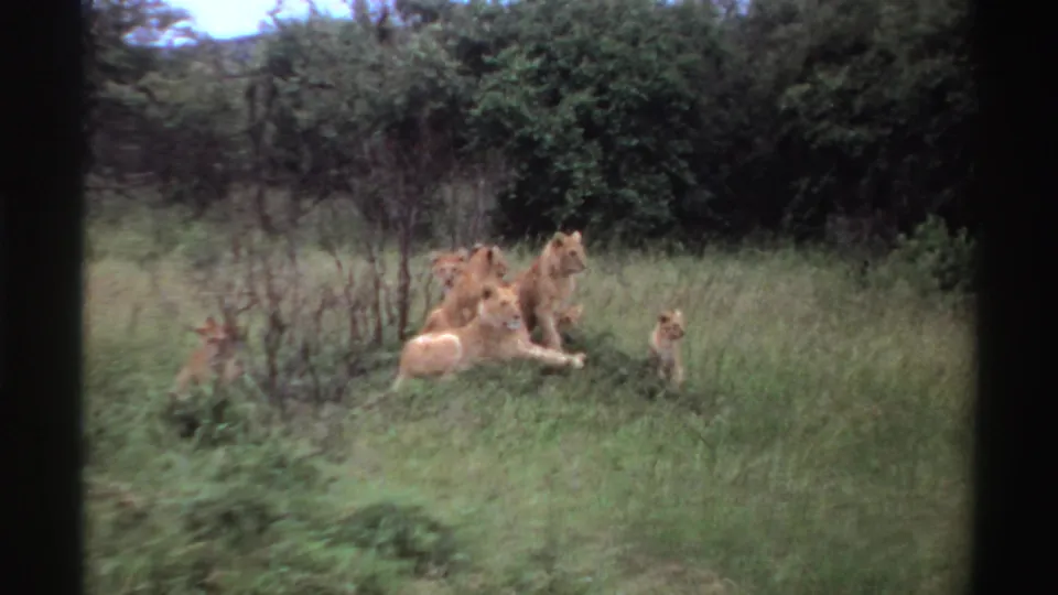 Adult lions and cubs appear at rest in a grassy Nigerian savanna setting, filmed on 8mm in 1969.