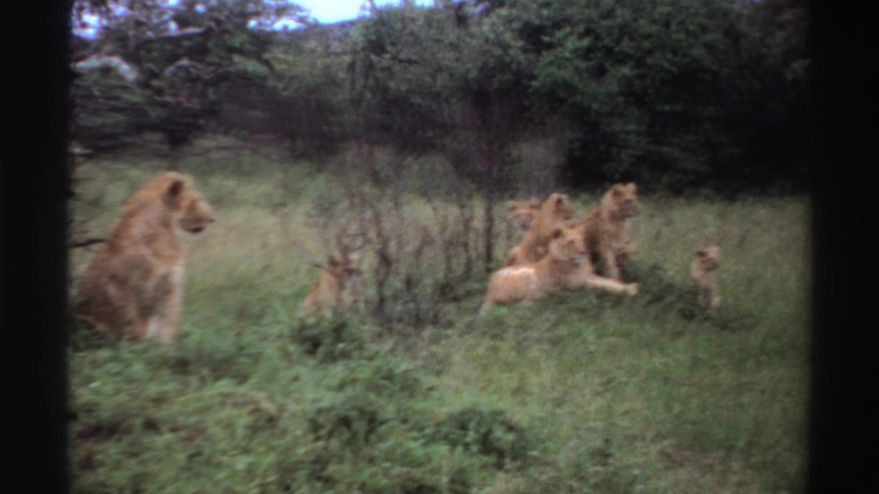 1969 Nigeria wildlife frame with a male lion in the foreground and other lions resting in tall grass.
