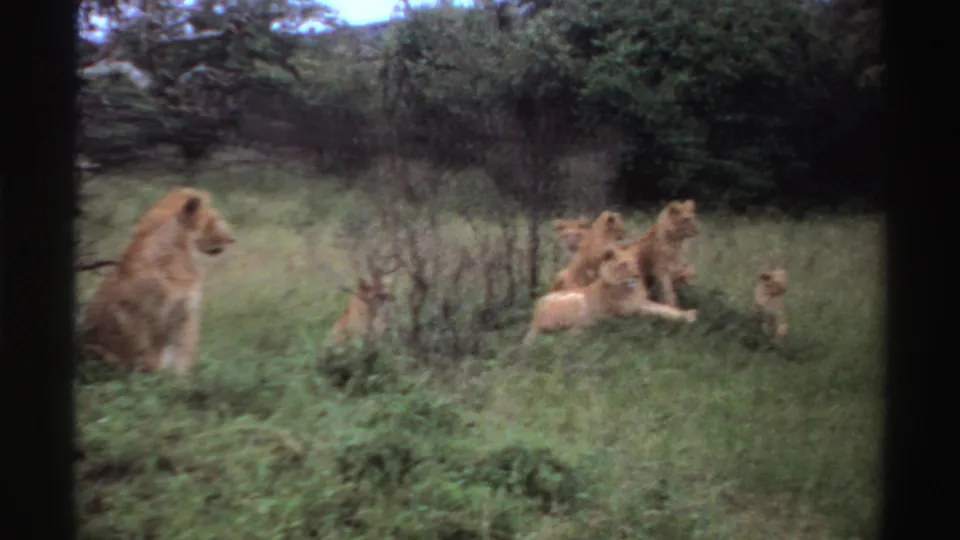 1969 Nigeria wildlife frame with a male lion in the foreground and other lions resting in tall grass.