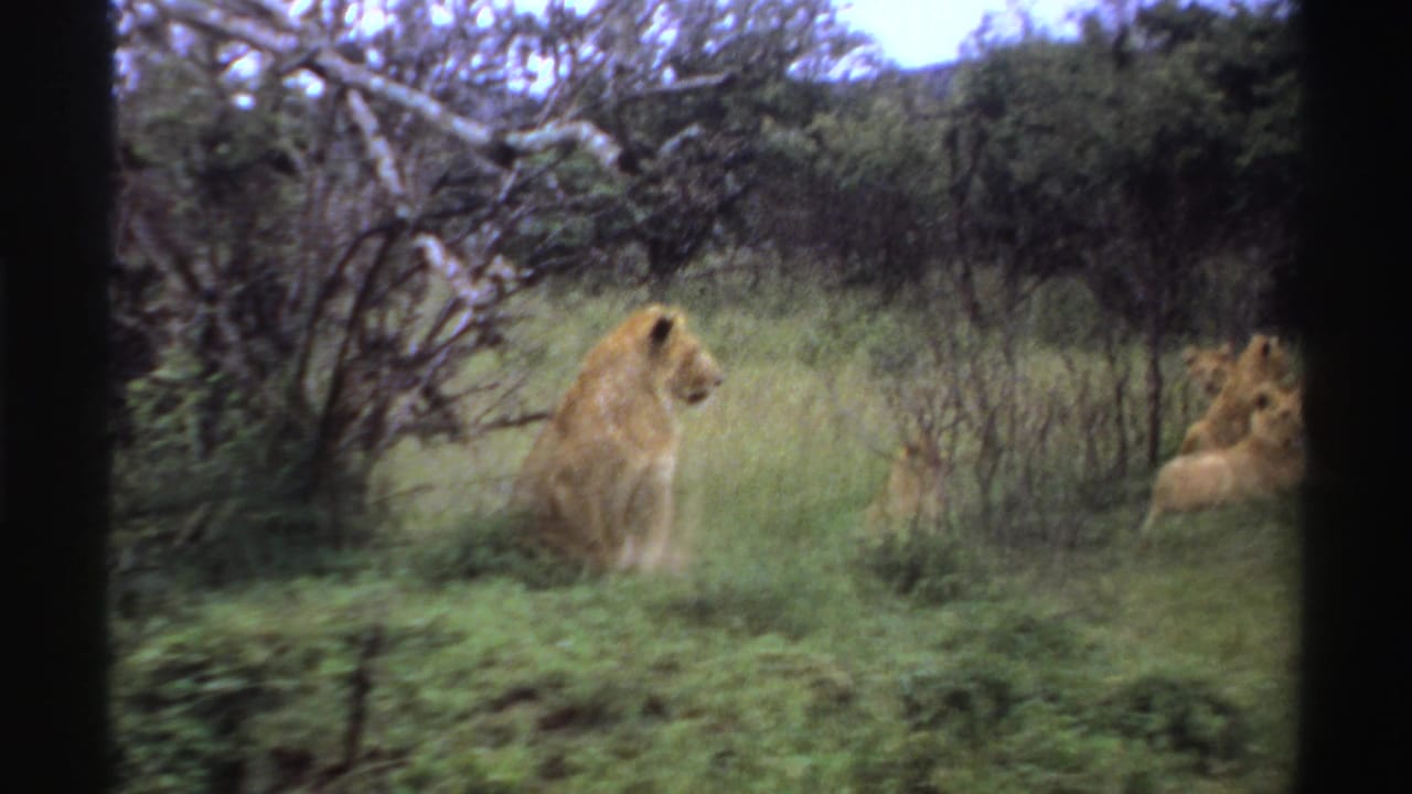 Male lion sits in a green savanna clearing in Nigeria, with another lion partly visible at the frame edge.