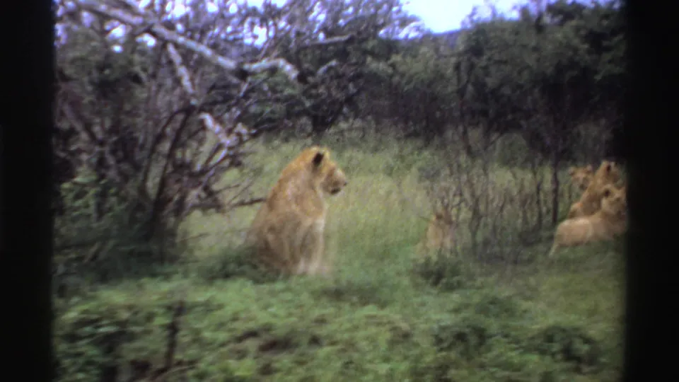 Male lion sits in a green savanna clearing in Nigeria, with another lion partly visible at the frame edge.