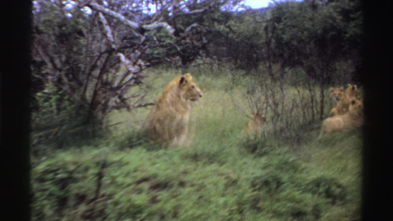 Lioness sits in green grass with cubs partly visible near brush.