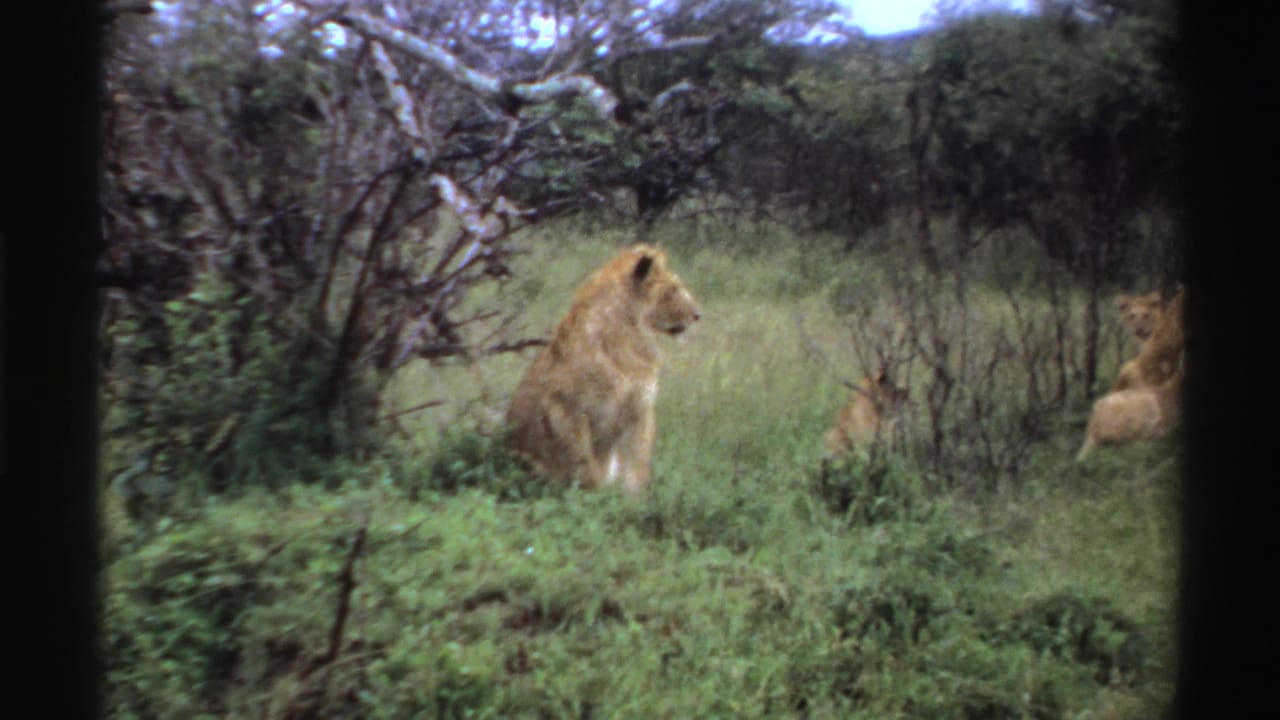 Lioness sits among grass and shrubs with cubs at the right edge.