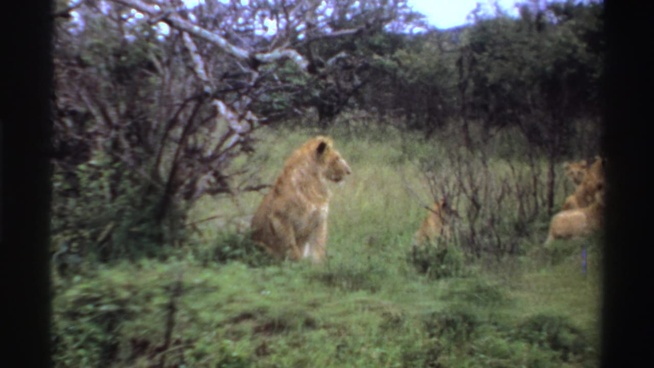 A handheld 8mm frame shows the lioness facing right in tall grass, with cubs resting near dense shrubs in the background.