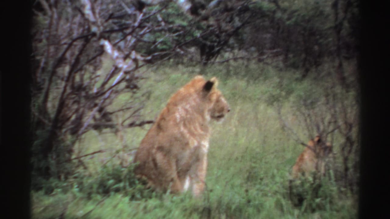 The final frame gives a closer view of the seated lioness in tall green grass, with brush and branches behind her.