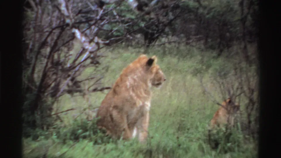 The final frame gives a closer view of the seated lioness in tall green grass, with brush and branches behind her.
