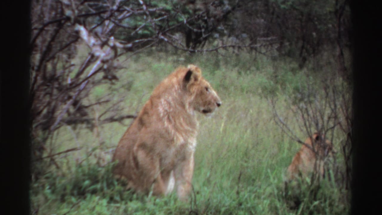 Lion seated in tall grass among low brush.