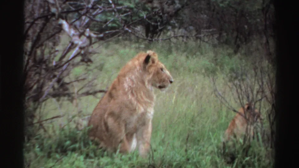 A lion sits alert in tall green grass and sparse brush in 1969 8mm footage identified as Nigeria.