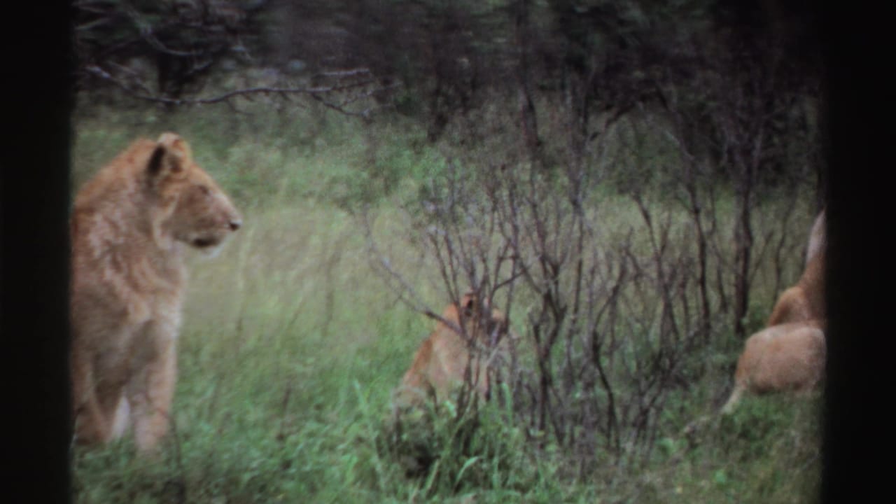 A lion faces across tall grass toward smaller lions partly hidden by brush in 1969 Nigeria 8mm footage.