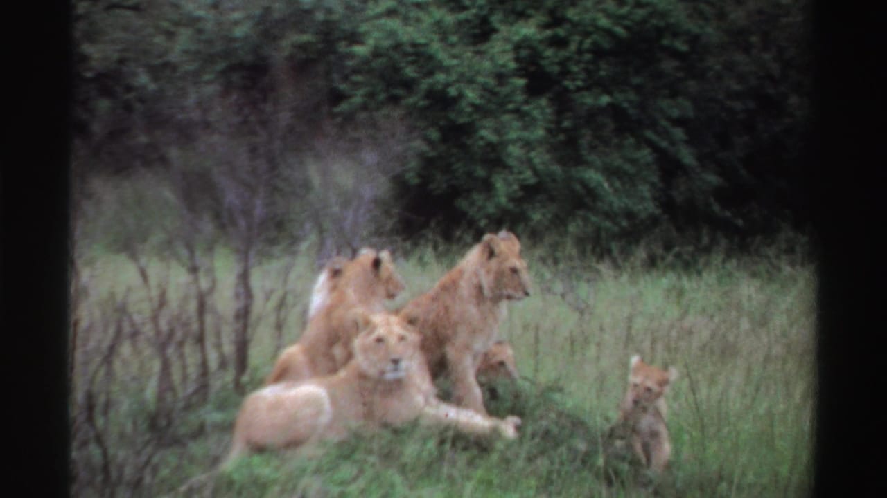 A group of lions rests together in green grass, with one smaller lion sitting apart near brush in Nigeria footage from 1969.