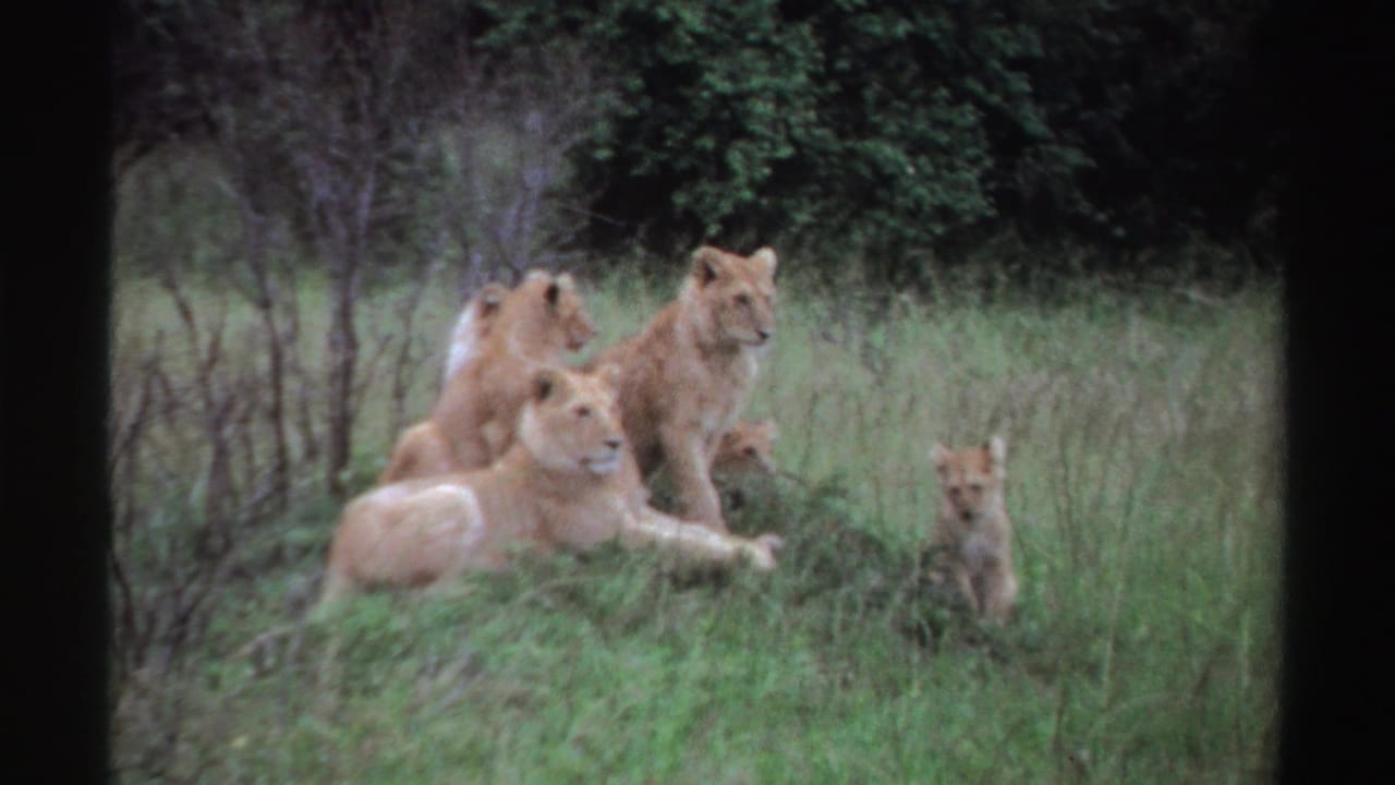 Adult and young lions lie and sit in tall grass, including a small cub at right, in 1969 8mm footage identified as Nigeria.