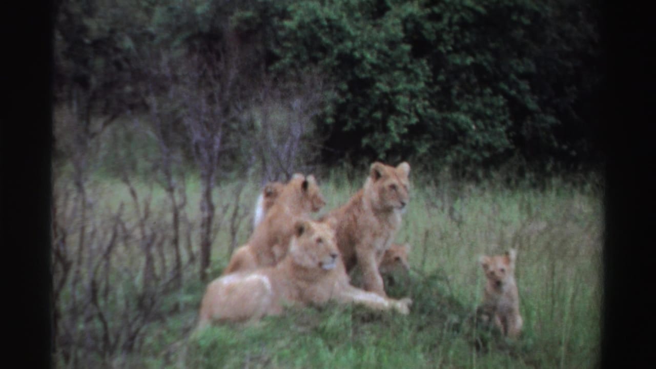 1969 Nigeria 8mm frame showing young lions gathered on a grassy mound, with shrubs and trees in the background.