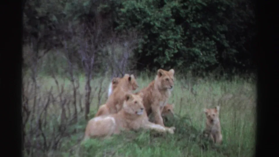 1969 Nigeria 8mm frame showing young lions gathered on a grassy mound, with shrubs and trees in the background.