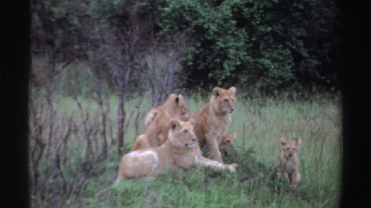 1969 Nigeria 8mm frame of lion cubs clustered in tall grass, with one cub sitting apart at the right edge.