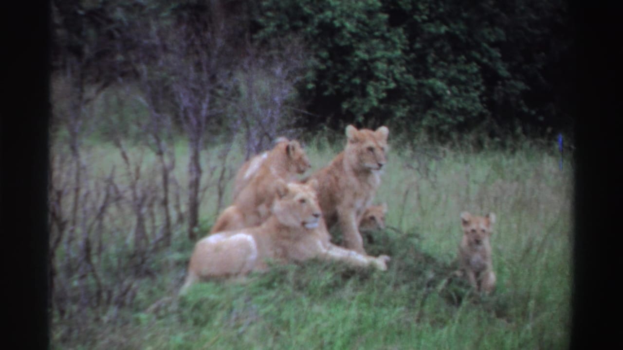 1969 Nigeria 8mm frame showing several lion cubs resting on a mound while another cub sits in the surrounding grass.