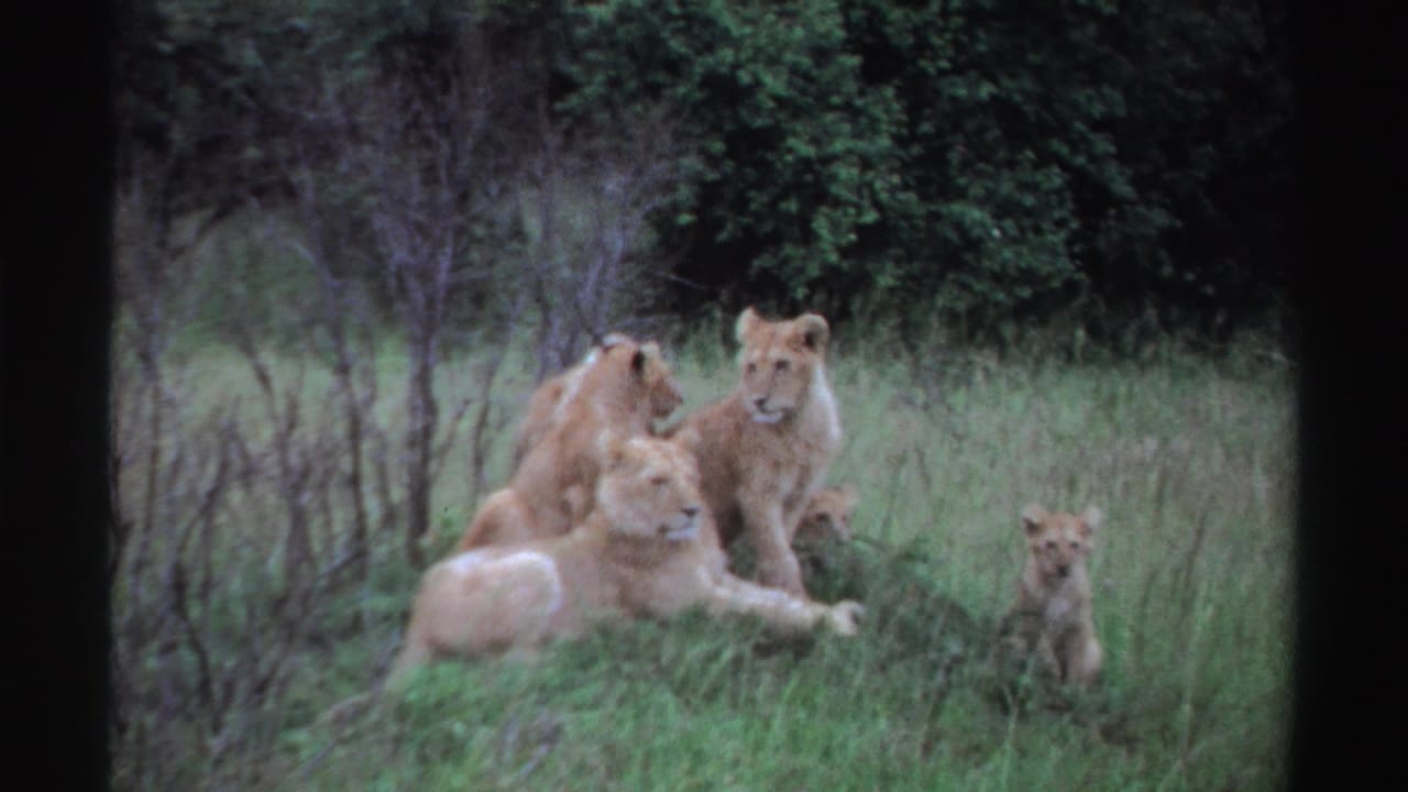 1969 Nigeria 8mm frame of young lions in grassland vegetation, some lying down and others sitting upright.