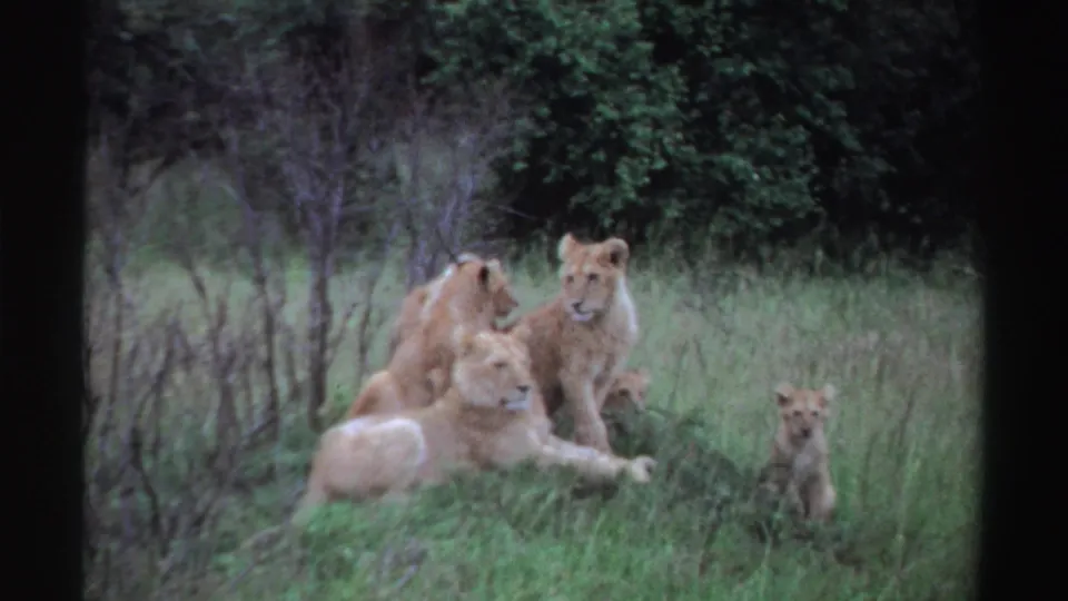 1969 Nigeria 8mm frame of young lions in grassland vegetation, some lying down and others sitting upright.