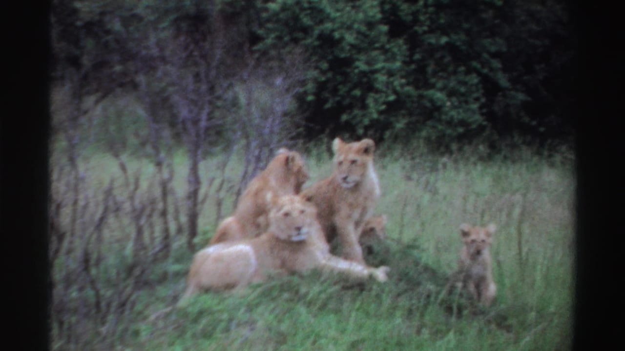 Lion cubs and adult lions resting in tall grass among shrubs.