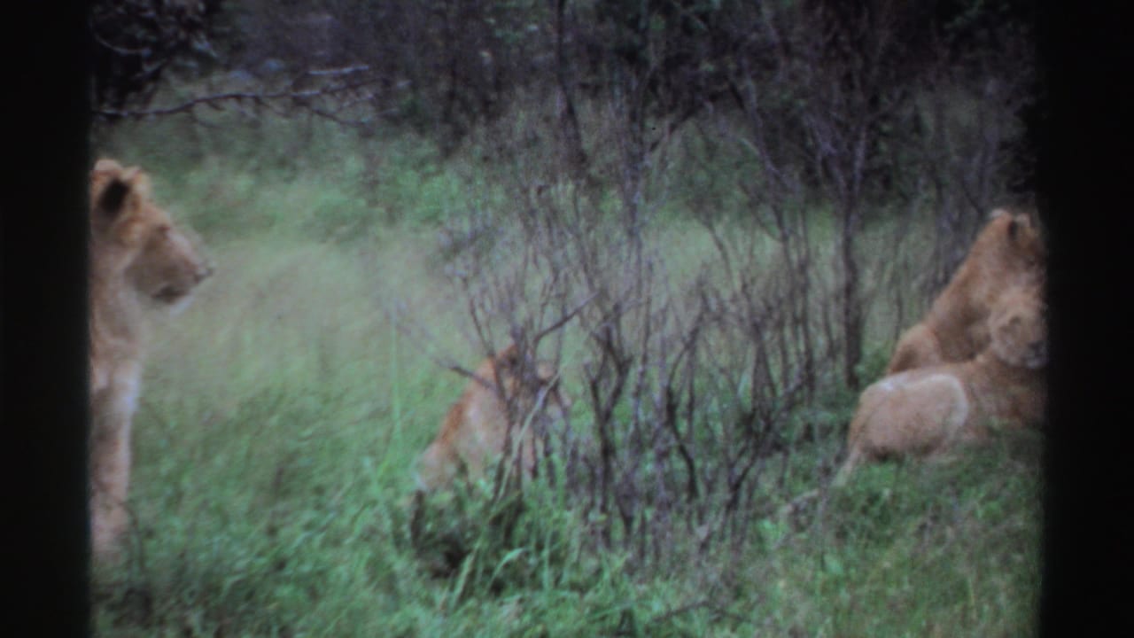 An adult lion and other partially obscured lions sit or rest among tall grass and brush in this 1969 wildlife home-movie frame.