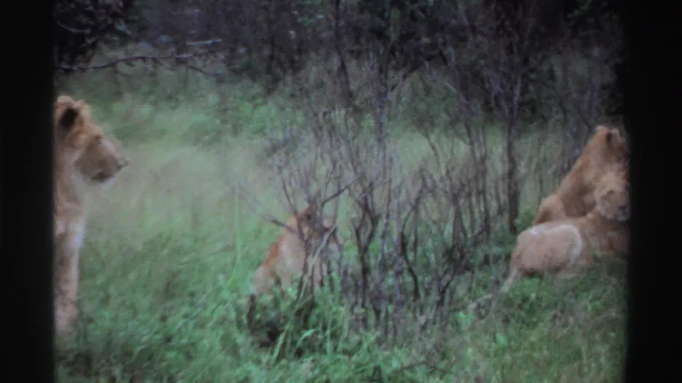 An adult lion and other partially obscured lions sit or rest among tall grass and brush in this 1969 wildlife home-movie frame.