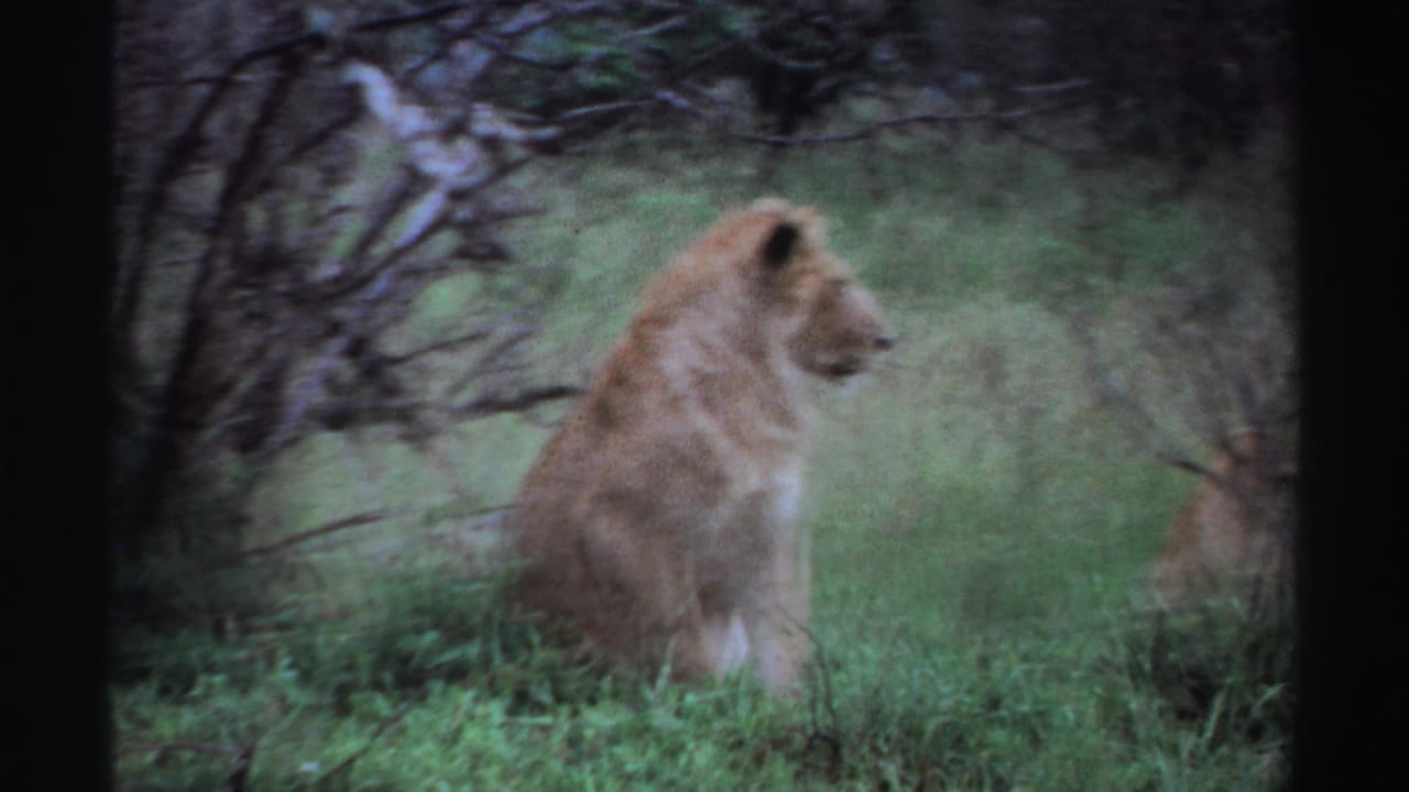 A seated adult lion appears in soft 8mm focus amid grass and brush, with another lion shape partly visible at the edge.