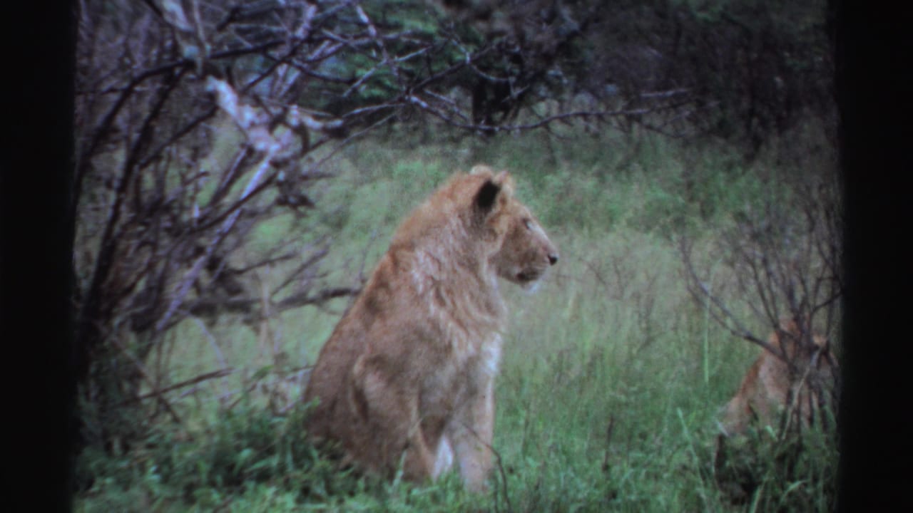 A lion sits upright in grassy savanna vegetation, framed by brush and the soft grain of a 1969 8mm film scan.